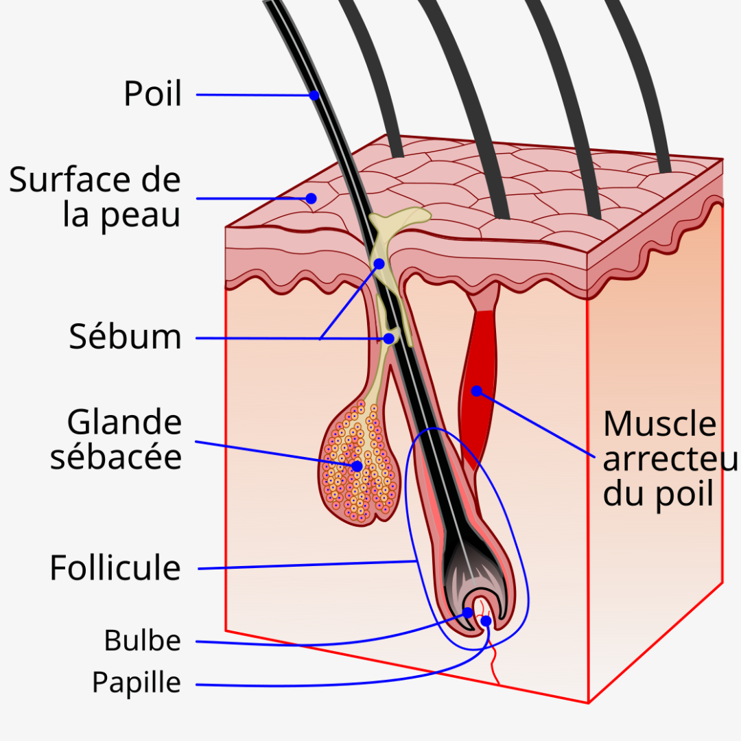 What is the role of sebaceous glands?