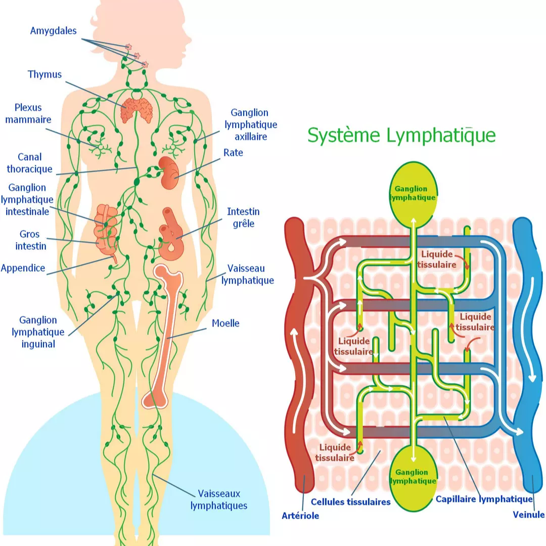 Quels sont les bienfaits du massage lymphatique ?