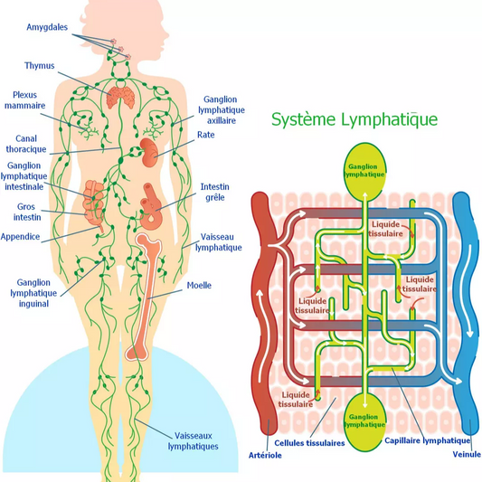 Quels sont les bienfaits du massage lymphatique ?