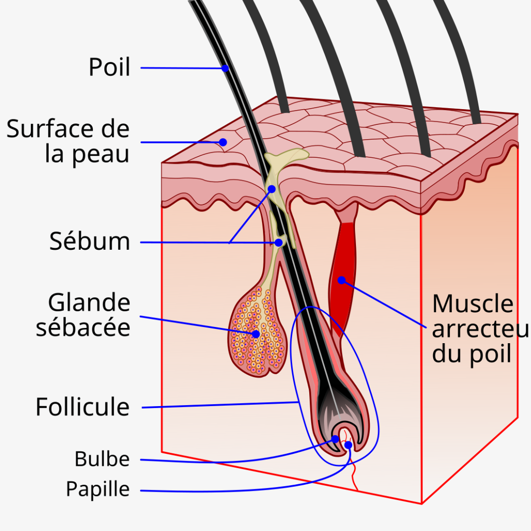 Quel est le rôle des glandes sébacées ?