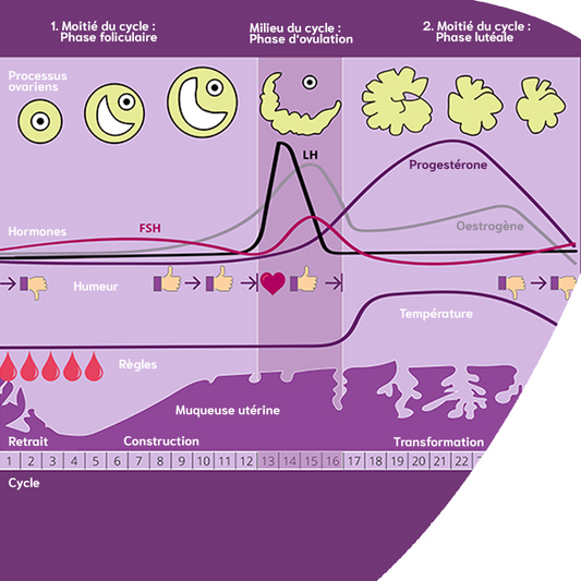 Tout savoir sur le cycle menstruel | durée , phases et variations