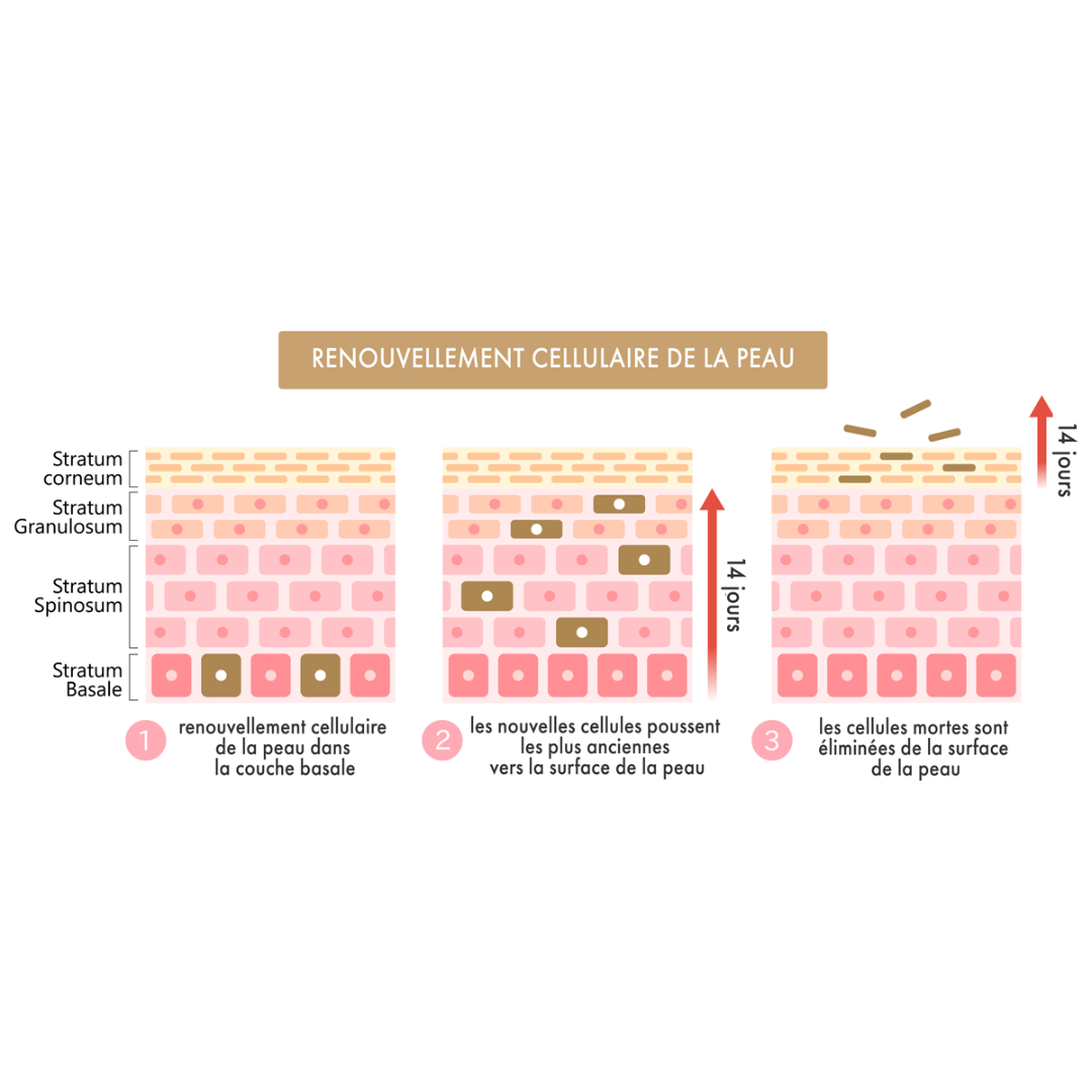 How does cell renewal work?