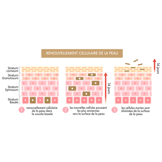 How does cell renewal work?
