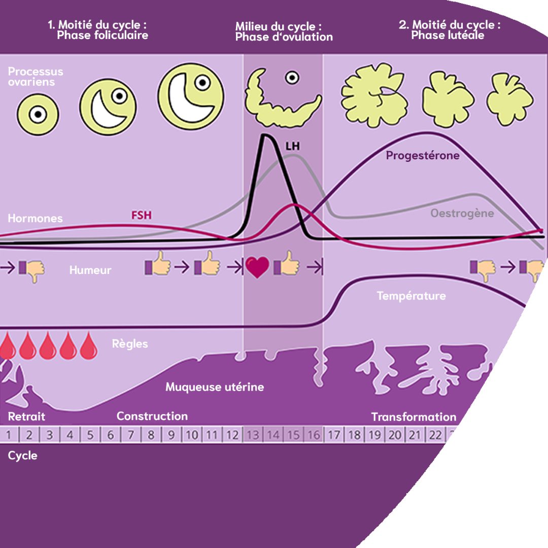 All about the menstrual cycle | duration, phases and variations